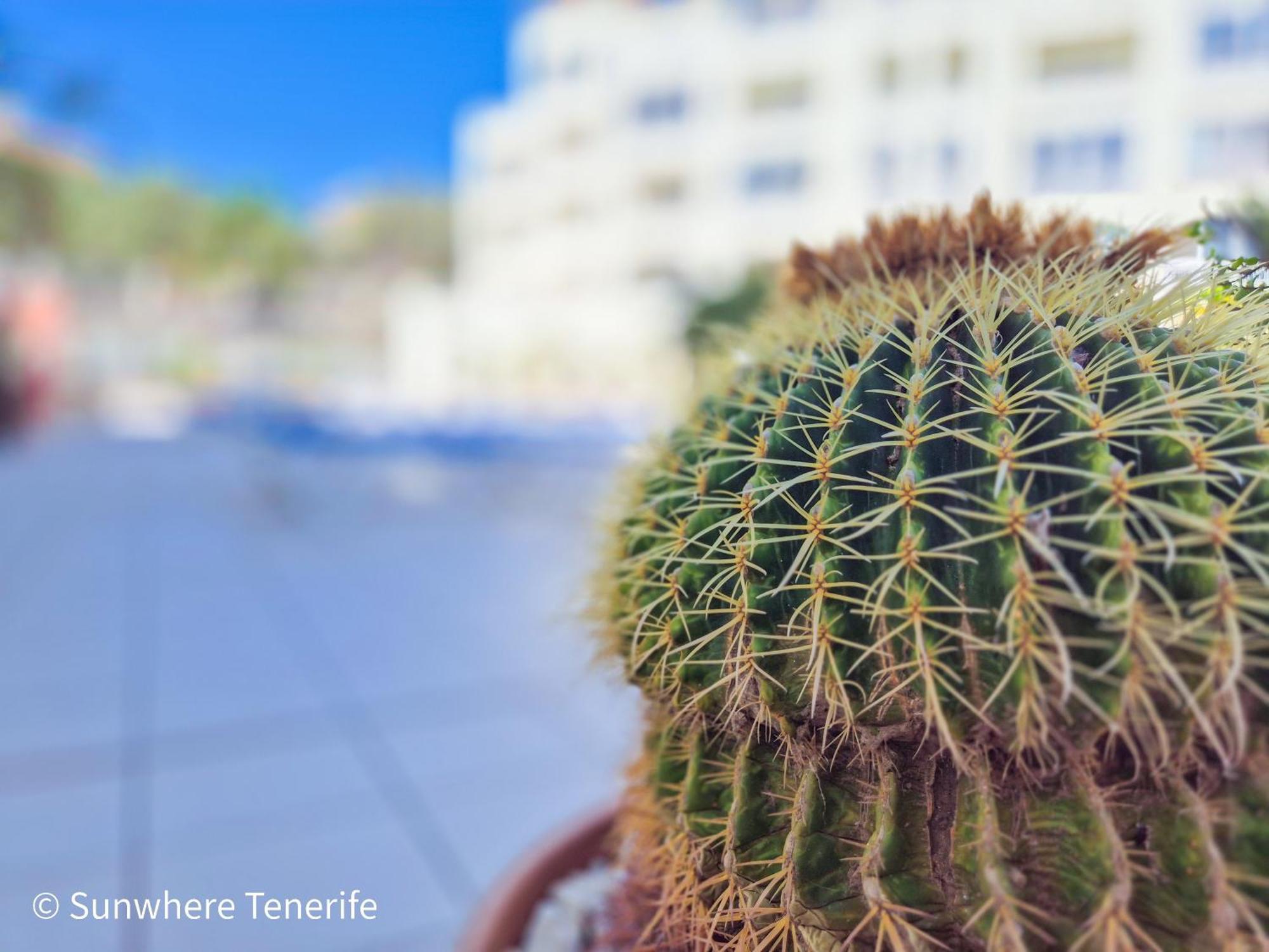 Mona'S Point Tenerife - Aircon, Private Parking And Heated Pool San Miguel de Abona Bagian luar foto